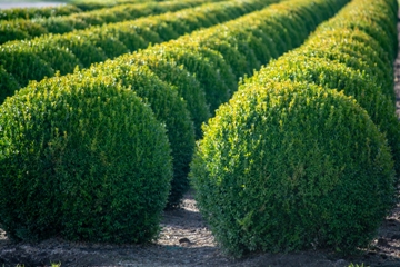 Buxus Selection