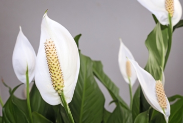 Flowering Houseplants